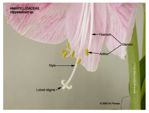 © 2005 ArtPlantae Artist's Herbarium, Hippeastrum flower